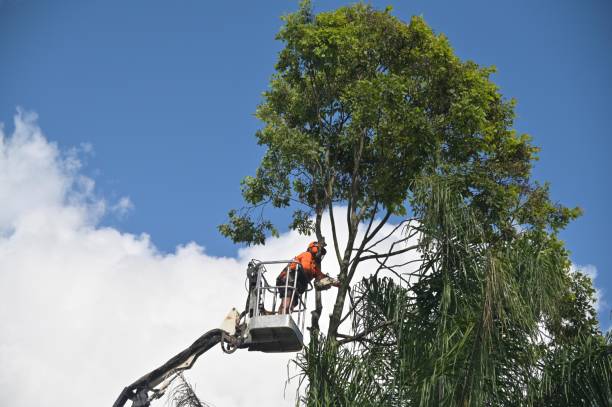 Tree Services