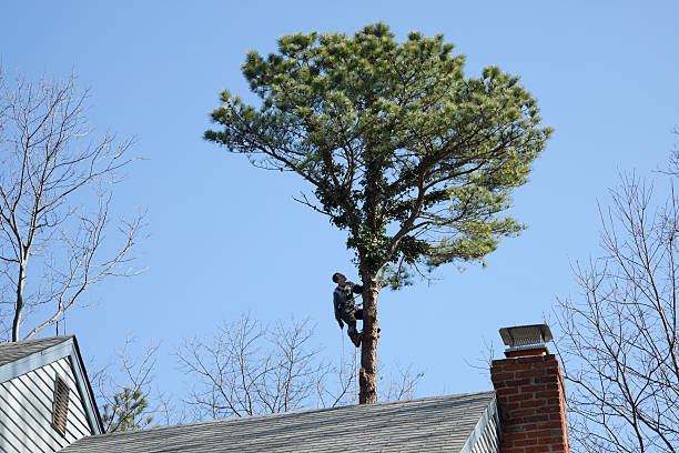  , USA Tree Services Pros